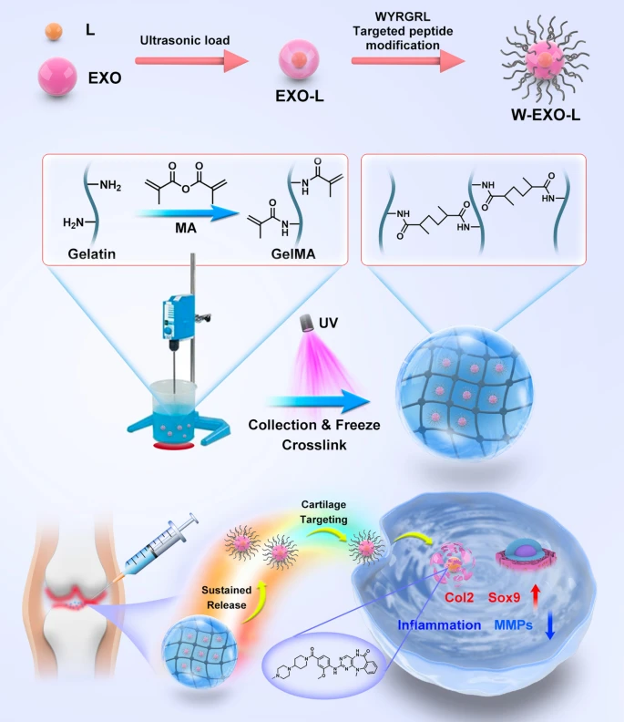 Injectable photocrosslinking spherical hydrogel-encapsulated targeting peptide-modified engineered exosomes for osteoarthritis therapy